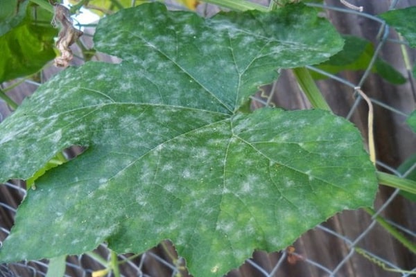 leaf spots