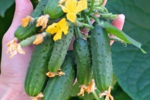 Características y descripción de la variedad de pepino Maryina Roshcha, su rendimiento.