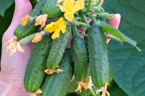 cucumbers Maryina Roscha