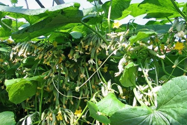 cucumbers on the branches