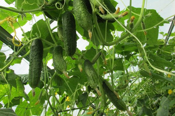 cucumber cultivation