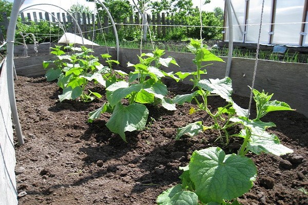 plántulas de plantas