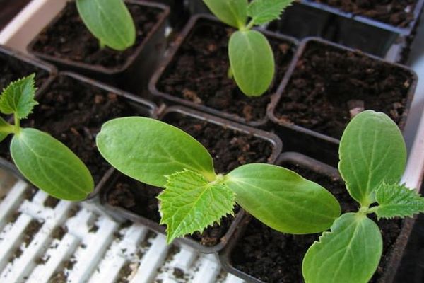 seedlings of cucumbers