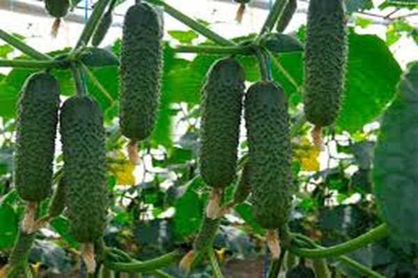 cucumbers on a branch