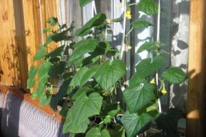 Features of growing and caring for cucumber Balcony F1 on the window