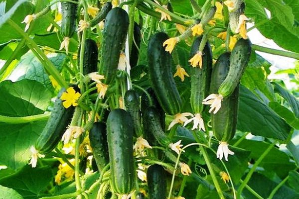 cucumbers in the ground