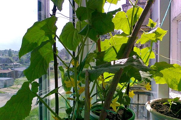 cucumbers in pots