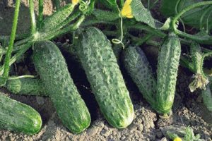 Las mejores variedades de pepinos para campo abierto en los Urales y reglas de cultivo.