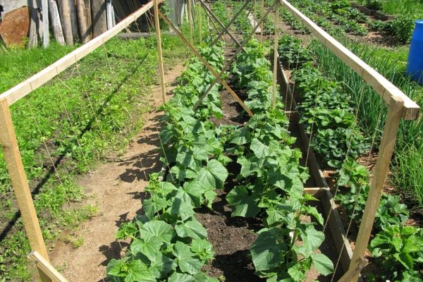 cucumber beds