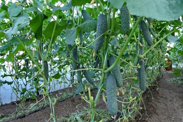 cucumbers in a greenhouse