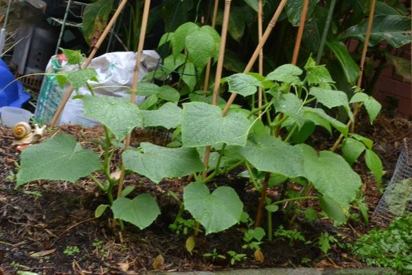 open field cucumbers