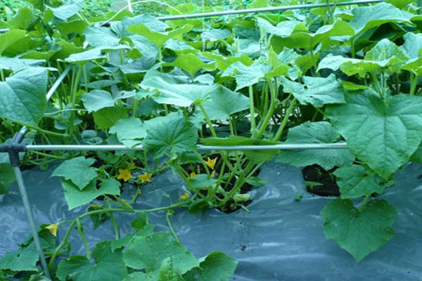 cucumbers on film growing