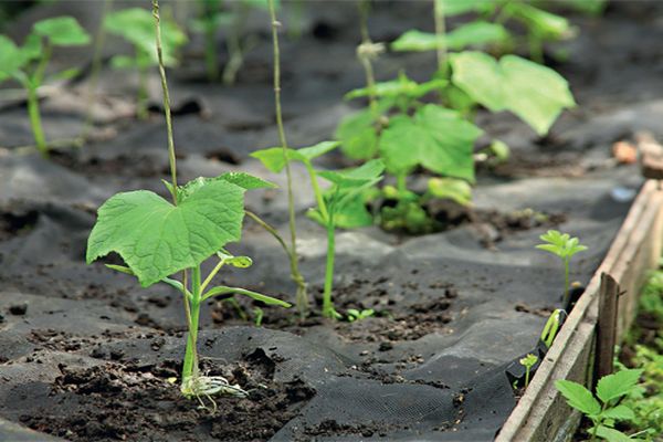 cucumbers in the ground