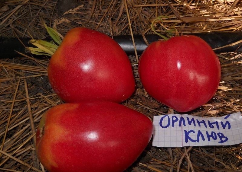 pico de águila de tomate