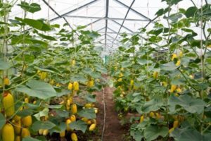 How to blind cucumbers outdoors and in the greenhouse