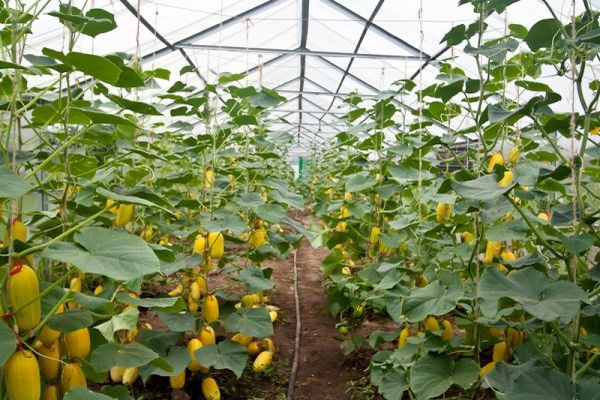 cucumbers in the greenhouse