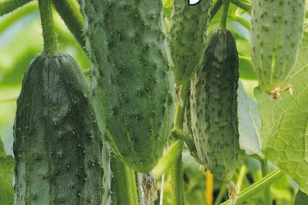 growing cucumbers