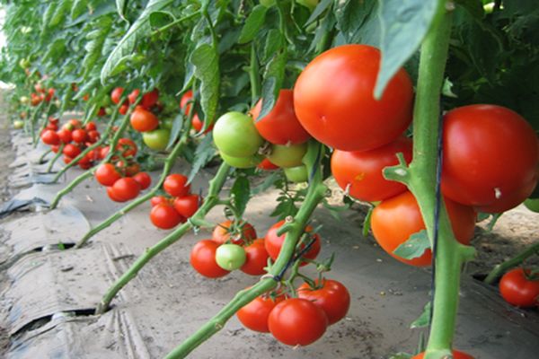 tomates sur les branches