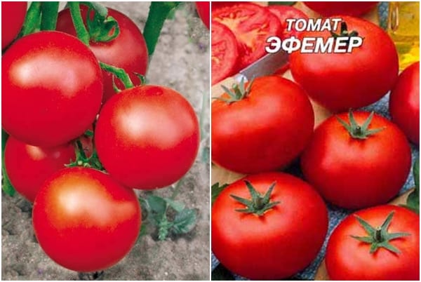 biji tomato Ephemer