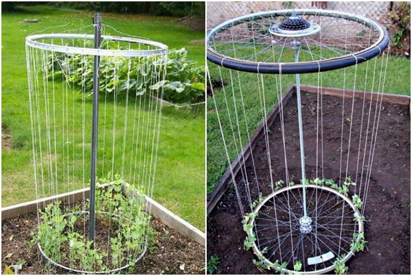 Bicycle wheel trellis