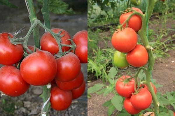 Aksai F1 tomato