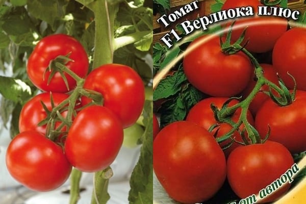 tomato verlioka