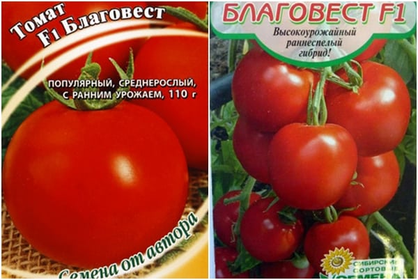 semillas de tomate Blagovest F1