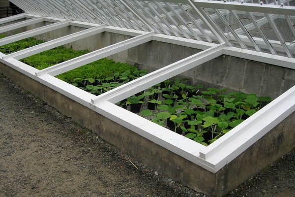 greenhouse from windows