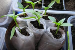 Comment plonger correctement les tomates dans les couches et les faire pousser