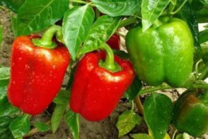 Características y descripción de la variedad de pimiento Claudio