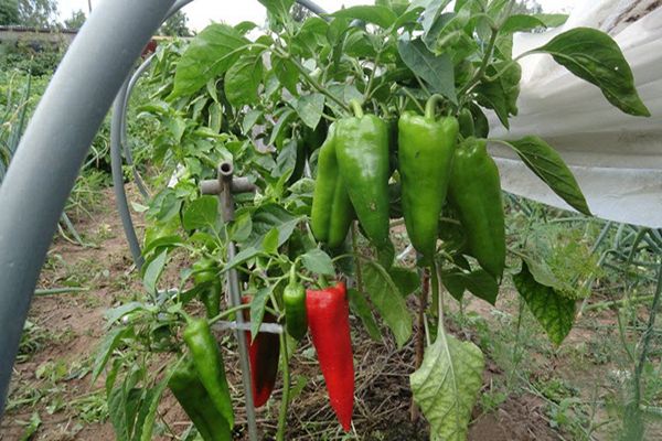 variedad de pimiento