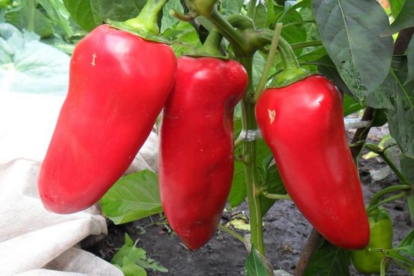 cow's ear pepper