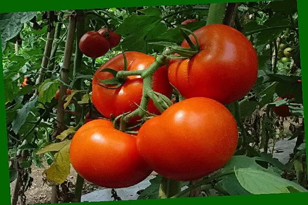 cultivo de tomates