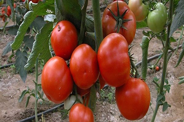 tomates sur branches