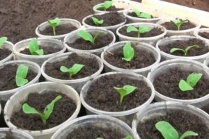 How to correctly pick cucumbers at home