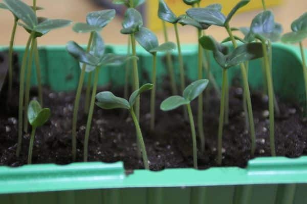 seedlings of cucumbers