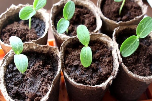 cucumbers in pots