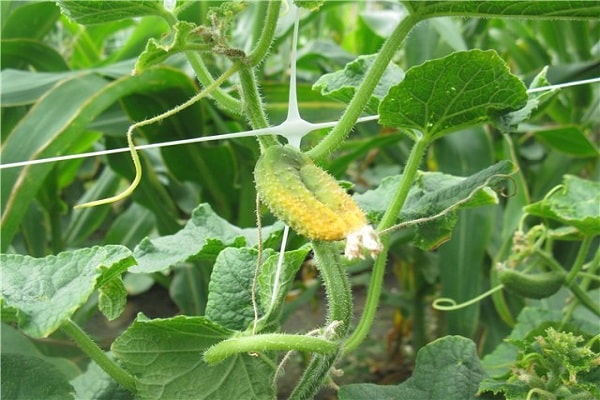 comenzó a ponerse amarillo