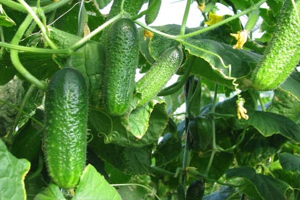 green cucumbers