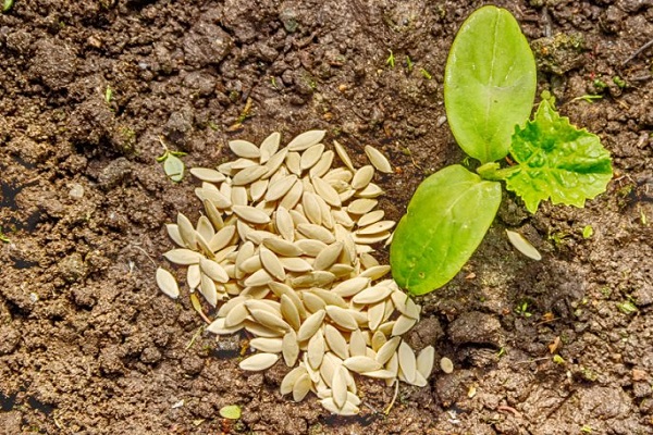 seeds on the ground