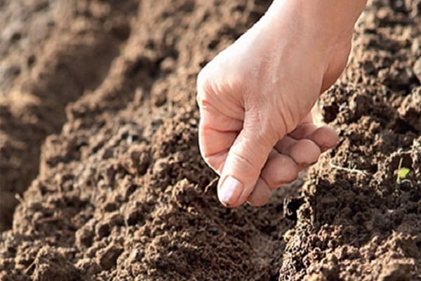 seeds in hands