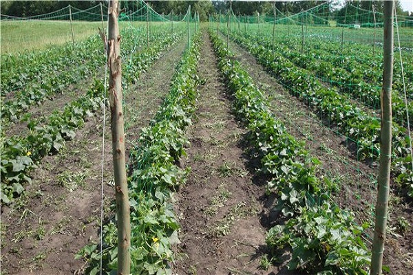 cucumber farm