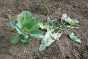 Why cabbage leaves wither and what to do, how to water