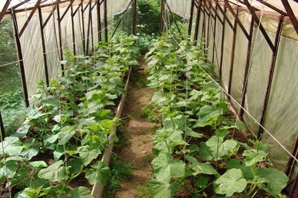 cultivation in a greenhouse