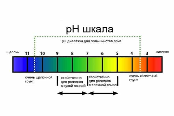 rainbow scale