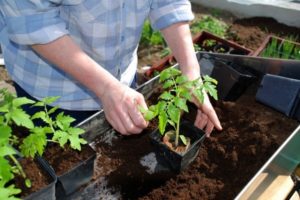 Cara memberi makan anak benih tomato setelah memilih dan bila