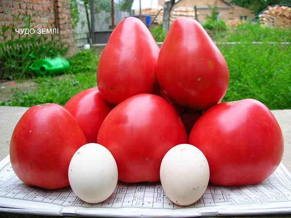 tomate merveille de la terre