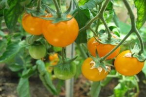 Description des meilleures variétés de tomates jaunes et oranges