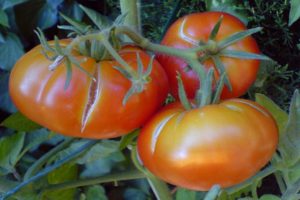 Why tomatoes can crack in a greenhouse when ripe