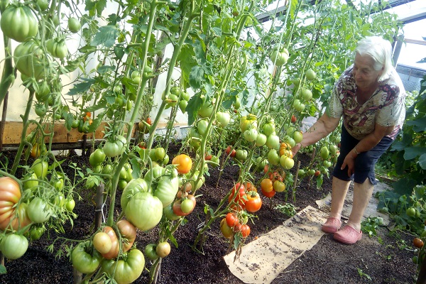 uniform nutrition